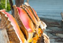 Conch, whelk season closes until November