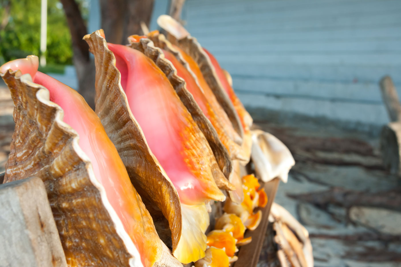 Conch, whelk season closes until November - Cayman Compass