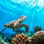 Government pushes forward with controversial conservation law changes