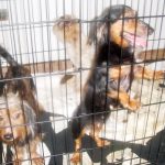 Suspended sentence, community service in animal-cruelty case