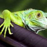 Iguana cull numbers pass 750,000 mark