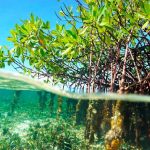 Cayman’s diminishing mangroves