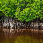Opinion: Protect mangroves as they have protected Cayman
