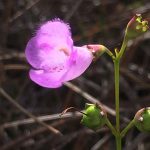 Second population of rare flower being protected