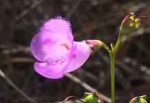 Second population of rare flower being protected