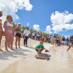 Six turtles released into wild
