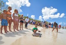 Six turtles released into wild