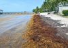 EDITORIAL – A NiCE way to manage sargassum