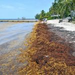 EDITORIAL – A NiCE way to manage sargassum