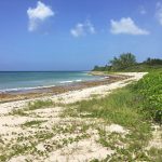 Turtle monitoring on ‘see sea TV’