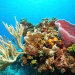 Public challenged to help local reefs