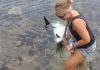 Cayman’s sorry shark tale continues