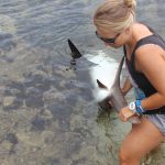 Cayman’s sorry shark tale continues