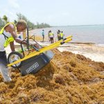 200 tons of sargassum cleared in 2 weeks