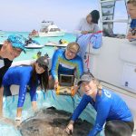 Record stingray count at sandbar