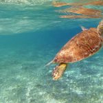 Conservation Council launches online turtle survey