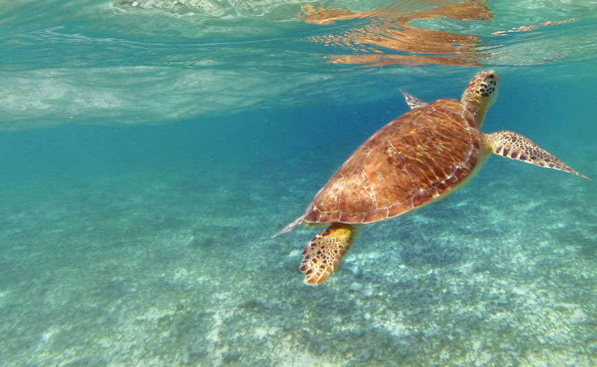 sea-turtle-by-lamers