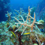Coral reef restoration research gets charitable boost