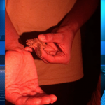 Pease Bay children help release hatchling turtles into the wild