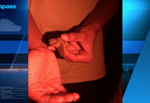 Pease Bay children help release hatchling turtles into the wild