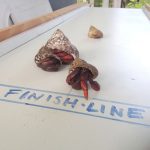 NCVO to hold crab races to raise funds