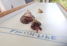 NCVO to hold crab races to raise funds