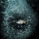 Silversides back at Devil’s Grotto