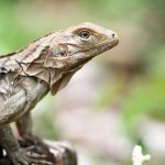 Born to be wild: Hatchling highlights blue iguana recovery efforts