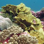 Study: Coral reefs shifting away from warming tropics