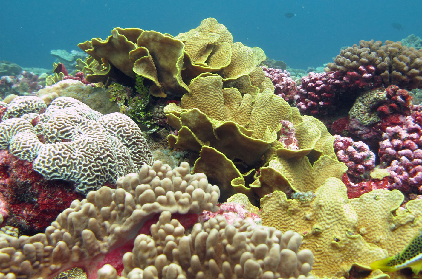 Fore-reef---coral-drift