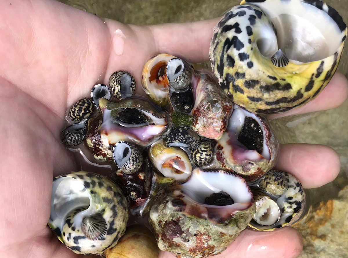 whelk-cayman-brac