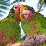 Cayman parrots vulnerable to storms