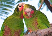 Cayman parrots vulnerable to storms