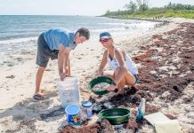 Clean-up crew plucks 540 pounds of trash off beach