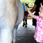 Stable puts summer campers in the saddle
