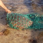 Turtle found in net euthanised due to injuries
