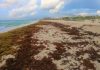 Letter: Tourists can help clean up sargassum