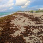 Letter: Tourists can help clean up sargassum