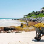 Caribbean sargassum invasion garners regional response