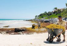 Caribbean sargassum invasion garners regional response