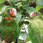 Six-month amnesty for parrot owners