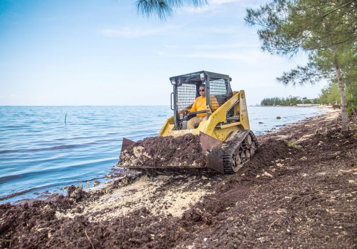 nice-sargassum-cleanup
