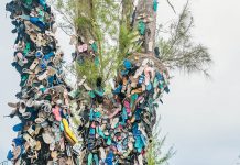 Shoe Tree drives plastic debate