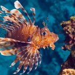 Brexit could impact environmental funding for Cayman