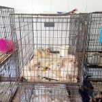69 animal cruelty or neglect cases reported in 2018