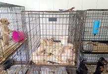69 animal cruelty or neglect cases reported in 2018