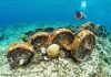 Underwater ‘train wreck’ could be relic of phosphate mining