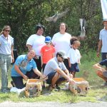 Captive-bred pigeons released