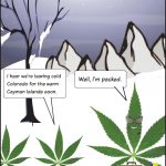 Colorado weed