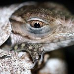 A baker’s dozen of baby blues hatch in breeding programme